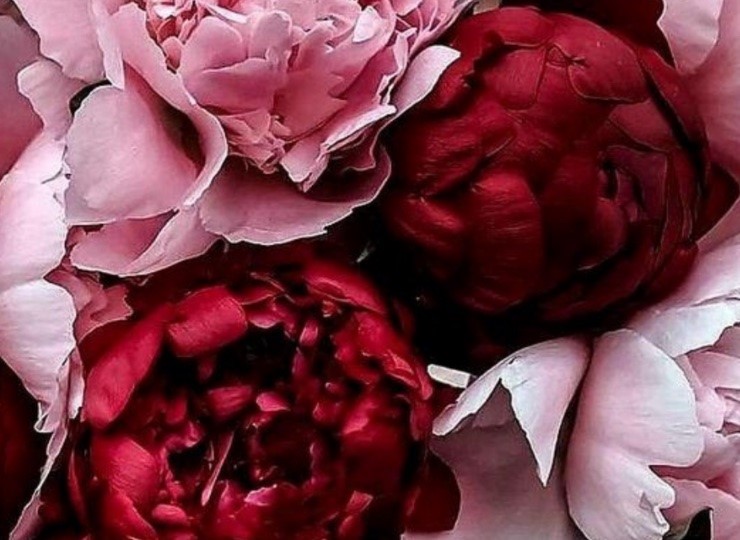 NADA-GHAZAL_ABOUT_HER-INSPIRATION_FINEJEWELRY_PEONIES